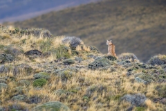 53774645957_c1ae380707_o