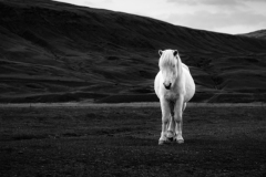 54091114185_f1ba71c557_o