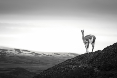 A1_5263-Edit A1_5263-Edit