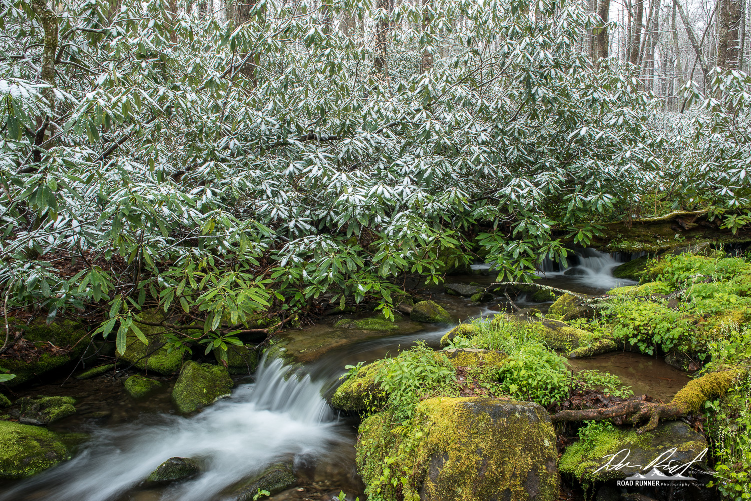 Spring Snow in the Smokies